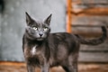 Portrait Of Russian Blue Cat Kitten On Old Village Rustic House Portrait Of Russian Blue Cat Kitten On Old Village Rustic House - PhotoDune Item for Sale