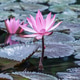 Close Up of a Blooming Pink Lotus (Nelumbo nucifera) Flower in Water Close Up of a Blooming Pink Lotus (Nelumbo nucifera) Flower in Water - PhotoDune Item for Sale
