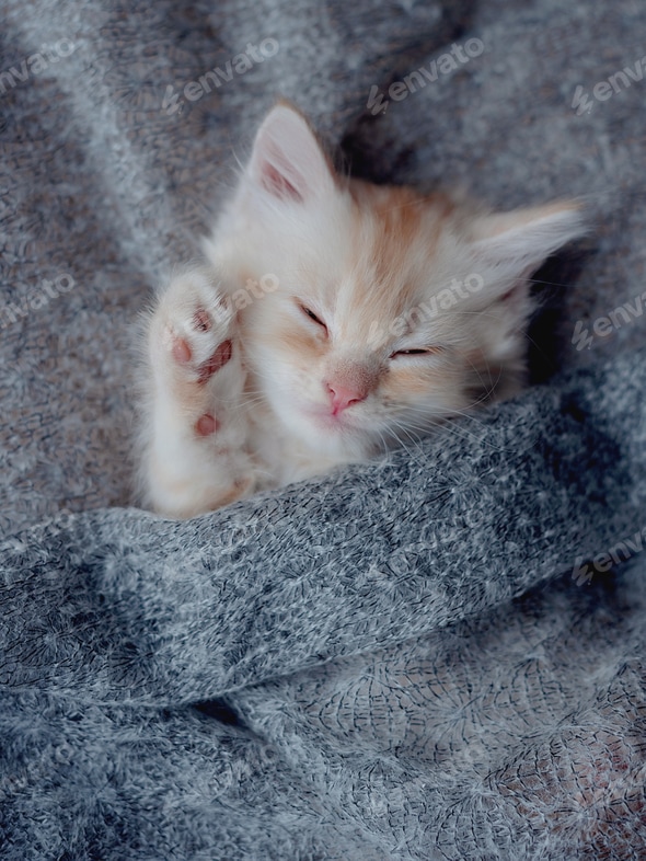 Cute kittens sleeping on a fur grey Concept of Happy