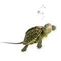 Turtle - OCADIA SINENSIS Turtle - OCADIA SINENSIS - PhotoDune Item for Sale