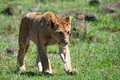 Lion cub Lion cub - PhotoDune Item for Sale