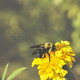 Bumble bee on a marigold Bumble bee on a marigold - PhotoDune Item for Sale