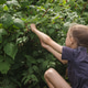 A girl in a sports black T-shirt with a braided plait picks raspberries from a raspberry bush A girl in a sports black T-shirt with a braided plait picks raspberries from a raspberry bush - PhotoDune Item for Sale