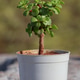 Mini Collection of Portulacaria Afra jade plant bonsai with mini pots. Mini Collection of Portulacaria Afra jade plant bonsai with mini pots. - PhotoDune Item for Sale