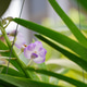Elegant orchid with vibrant petals, symbolizing beauty, love, and delicate strength. Elegant orchid with vibrant petals, symbolizing beauty, love, and delicate strength. - PhotoDune Item for Sale