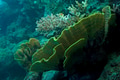 Fragment of colorful coral reef Fragment of colorful coral reef - PhotoDune Item for Sale