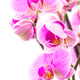 Some Orchids 2 Some Orchids 2 - PhotoDune Item for Sale
