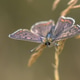 Sooty Copper Butterfly Upperwing Macro Portrait on Grass Stem Sooty Copper Butterfly Upperwing Macro Portrait on Grass Stem - PhotoDune Item for Sale