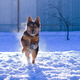 Dog running in the snow. Mockup friendly Dog running in the snow. Mockup friendly - PhotoDune Item for Sale