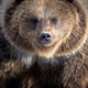 Close-up view of a grizzly bear showcasing its distinct features in a natural environment Close-up view of a grizzly bear showcasing its distinct features in a natural environment - PhotoDune Item for Sale