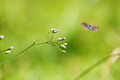 Butterfly on green leaf, nature blur background. Copy space. Butterfly on green leaf, nature blur background. Copy space. - PhotoDune Item for Sale