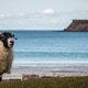 Sheep by the Beach Sheep by the Beach - PhotoDune Item for Sale