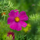 A close-up of a light pink Cosmos bipinnatus flower blooming in a summer garden A close-up of a light pink Cosmos bipinnatus flower blooming in a summer garden - PhotoDune Item for Sale