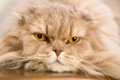 Close-up of domestic cat Close-up of domestic cat - PhotoDune Item for Sale