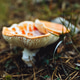 Autumn forest, mushrooms, fly agarics in the forest, forest landscape Autumn forest, mushrooms, fly agarics in the forest, forest landscape - PhotoDune Item for Sale