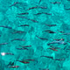 Schools of fish swim in the clear waters off the coast of Crete, Greece during summer Schools of fish swim in the clear waters off the coast of Crete, Greece during summer - PhotoDune Item for Sale