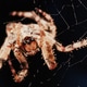 Macro close up spider on a web Macro close up spider on a web - PhotoDune Item for Sale