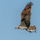 Osprey with a Shad Osprey with a Shad - PhotoDune Item for Sale
