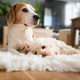 Senior beagle and maltipoo puppy resting together on white rug in modern living room Senior beagle and maltipoo puppy resting together on white rug in modern living room - PhotoDune Item for Sale
