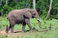 African elephant African elephant - PhotoDune Item for Sale