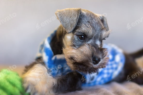 Boston Terrier Schnauzer Mix Terrier Mix Grey Cairn Terrier