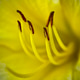 Close up of the stamen of a beautiful yellow flower Close up of the stamen of a beautiful yellow flower - PhotoDune Item for Sale