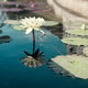 Lotus reflection Lotus reflection - PhotoDune Item for Sale