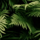 Close-Up of Green Fern Leaves in a Natural Forest Setting Close-Up of Green Fern Leaves in a Natural Forest Setting - PhotoDune Item for Sale