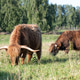 Scottish highland Scottish highland - PhotoDune Item for Sale