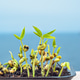 Closeup of microgreens sprouts rising from soil in seed tray Closeup of microgreens sprouts rising from soil in seed tray - PhotoDune Item for Sale