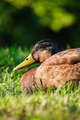 Portrait of a duck in the wild. Animals and birds. Mallards on the lake in the summertime. Portrait of a duck in the wild. Animals and birds. Mallards on the lake in the summertime. - PhotoDune Item for Sale