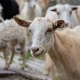 Close-up of a young goat among a herd looking into the distance Close-up of a young goat among a herd looking into the distance - PhotoDune Item for Sale