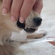 Close-up of a hand brushing a dog's teeth with a toothbrush, on an isolated plain background Close-up of a hand brushing a dog's teeth with a toothbrush, on an isolated plain background - PhotoDune Item for Sale