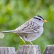 White-Crowned Sparrow sitting on a fence with a beautiful blurred green background White-Crowned Sparrow sitting on a fence with a beautiful blurred green background - PhotoDune Item for Sale