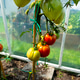 A garden greenhouse made of foil standing on the grass, with various tomatoes visible. A garden greenhouse made of foil standing on the grass, with various tomatoes visible. - PhotoDune Item for Sale