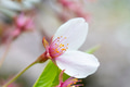 A close-up petal of cherry blossom (sakura) flower A close-up petal of cherry blossom (sakura) flower - PhotoDune Item for Sale