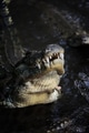 Crocodile in National park of Kenya, Africa Crocodile in National park of Kenya, Africa - PhotoDune Item for Sale