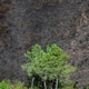 Landscapes devastated by forest fires in Courel Lugo Galicia Landscapes devastated by forest fires in Courel Lugo Galicia - PhotoDune Item for Sale