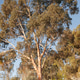 Reflection of a Eucalyptus Tree Reflection of a Eucalyptus Tree - PhotoDune Item for Sale