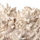 Eryngi mushrooms growing on substrate close up Eryngi mushrooms growing on substrate close up - PhotoDune Item for Sale