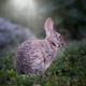 Field Desert Cottontail Bunny Rabbit Field Desert Cottontail Bunny Rabbit - PhotoDune Item for Sale