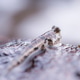 Detailed macro photograph of a mudskipper fish resting on a wet rock Detailed macro photograph of a mudskipper fish resting on a wet rock - PhotoDune Item for Sale