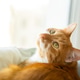 A ginger cat looks up through the window. Home comfort and animals. Cozy lifestyle concept A ginger cat looks up through the window. Home comfort and animals. Cozy lifestyle concept - PhotoDune Item for Sale