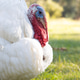 White Turkey White Turkey - PhotoDune Item for Sale