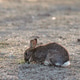 Wild Rabbit Resting Peacefully on Mossy Ground in Soft Natural Light Outdoors. Wild Rabbit Resting Peacefully on Mossy Ground in Soft Natural Light Outdoors. - PhotoDune Item for Sale