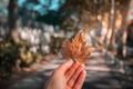 hand holding autumn leaves hand holding autumn leaves - PhotoDune Item for Sale