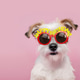Cute dog wearing happy birthday glasses Cute dog wearing happy birthday glasses - PhotoDune Item for Sale