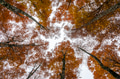 Autumn foliage in the forest Autumn foliage in the forest - PhotoDune Item for Sale