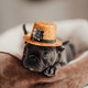 Portrait of funny gray puppy french bulldog in new year gold glitter hat at holiday setting Portrait of funny gray puppy french bulldog in new year gold glitter hat at holiday setting - PhotoDune Item for Sale