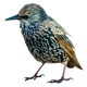 Starling Bird profile Isolated on white background Starling Bird profile Isolated on white background - PhotoDune Item for Sale
